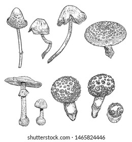 Set of mushrooms. Poison and various shape on white background. Hand drawing. Vector.