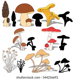 set mushrooms and their silhouettes on a white background.