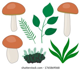 Set of mushrooms with tree leaves grass moss isolated on white background vector illustration
