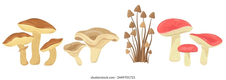 Set of mushrooms of various types. Edible and poisonous mushrooms. Vector illustration on a white background.
