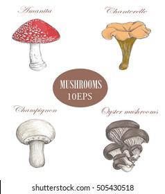 Set mushrooms. Vector colored illustration. Mushrooms collection.