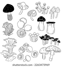 set of mushrooms vector illustration drawn by hand, family of different mushrooms, set of fungi shiitake, champignon, oyster mushroom and chanterelles isolated on white background