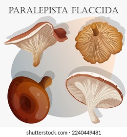 Set of mushrooms. Vector illustration of mushrooms named Paralepista Flaccida isolated on white. 