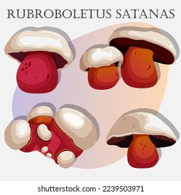 Set of mushrooms. Vector illustration of mushrooms with red stem and white cap named Rubroboletus Satanas (Satanic mushroom) isolated on white. 