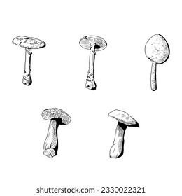 Set of mushrooms. Vector illustrations. Isolated objects on a white background. Hand-drawn style.