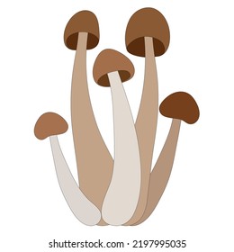 Set of mushrooms vector simple illustration isolated on white background. Coloured hand drawn version. Vector mycology. Natural healthy fungus, autumn design.