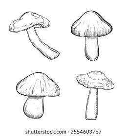 Set with mushrooms vintage style. Hand drawn and isolated on monochrome background. Perfect for vintage or magical designs. Vector illustration. Hand drawn.