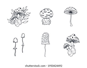 Set of mushrooms for witchcraft. Vector isolated illustration with fungies for poison.