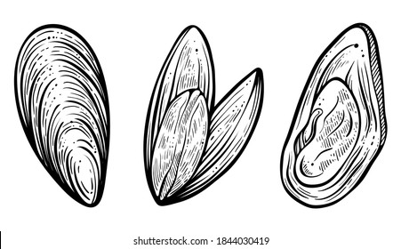 Set of mussels. Hand drawn vector
