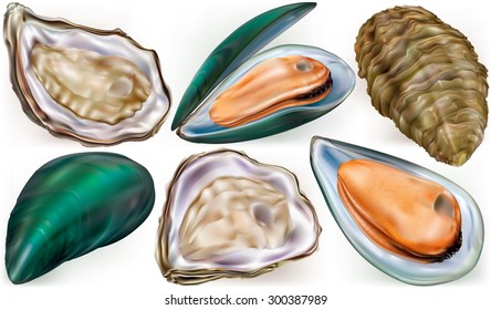 Set of mussels and oysters on a white background