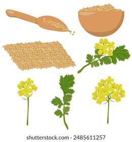 Set of mustard seeds and plants, a popular spice and its flowers with leaves vector illustration