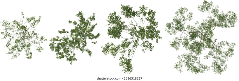 set of Myrtle trees on transparent background from the top view