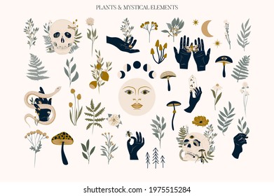 Set Of Mystical Elements And Flower, Herb And Plants. Editable Vector Clipart Illustration.