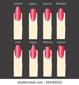 Set of nail forms. Female manicure. Set kinds of nails. Fashion nail shape. Icons nail shape. Collection of kinds of nails. Fashion trends. Vector illustration.

