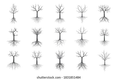 Set Naked Trees Roots Vector Outline Stock Vector Royalty Free Shutterstock