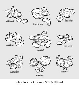 Set of named hand drawn nuts. Vector illustration