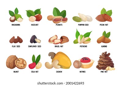 set of named nuts and seeds isolated on white background healthy vegetarian food concept horizontal
