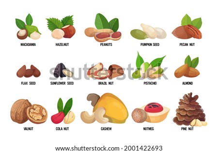 set of named nuts and seeds isolated on white background healthy vegetarian food concept horizontal