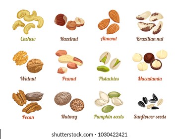 Set of named vector icons nuts and seeds. Cashew, hazelnut, almond, brazil nut, walnut, peanut, pistachios, macadamia, pecan, nutmeg, pumpkin seeds, sunflower seeds. Illustration in flat style.