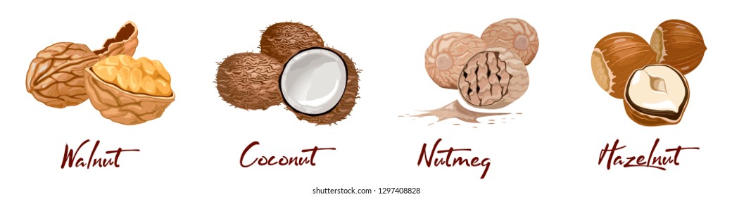 Set of named vector icons nuts and seeds. Food symbols collection. Nutrition and agriculture concept. Walnut, coconut, nutmeg, hazelnut. Cellulose vegetarian nutrition on the white background.