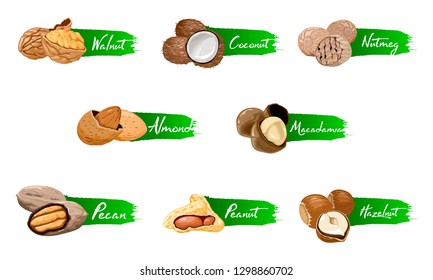 Set of named vector icons nuts and seeds. Nuts logo set. Vector labels with walnut, coconut, nutmeg, hazelnut, pecan, almond, peanut, macadamia. Food symbols collection on the white background.