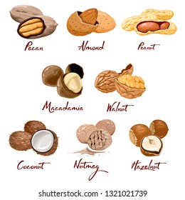 Set of named vector icons nuts and seeds. Food symbols collection. Nutrition and agriculture concept. Walnut, coconut, nutmeg, hazelnut, pecan, almond, peanut, macadamia Cellulose vegetarian nutrition