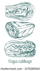 Set of napa cabbages. Hand drawn outline vector sketch illustration. Isolated on white background
