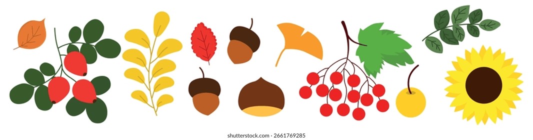 Set of natural autumn elements. Autumn leaves, rowan, rose hips, chestnuts, acorns and others. Clipart for autumn designs, Thanksgiving, Harvest Festival, Halloween, etc. Forest elements of autumn.