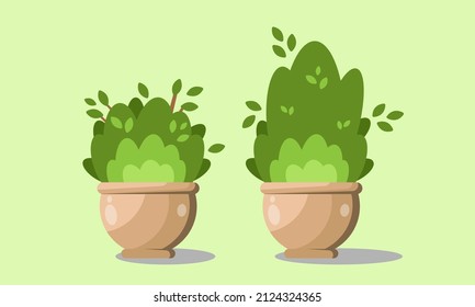 Set of natural bush and garden trees in white vase for park cottage and yard vector illustration isolated on light green background website page and mobile app design