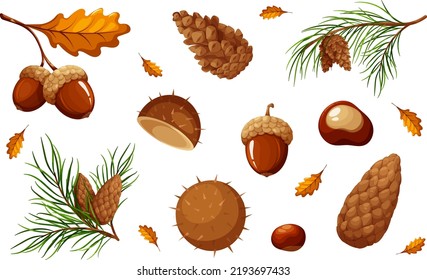 Set of natural elements, acorns, chestnuts, cones, materials for creativity, autumn crafts, autumn nature