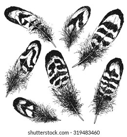 The set of natural feather bird, hand drawn vector illustration.