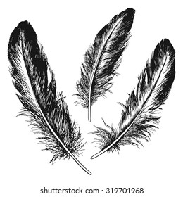 The set of natural feather bird, hand drawn vector illustration.