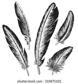 The set of natural feather bird, hand drawn vector illustration.