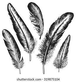The set of natural feather bird, hand drawn vector illustration.