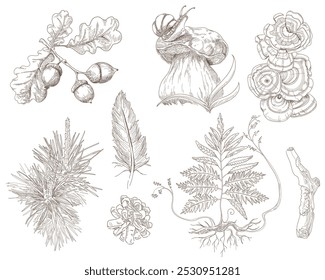 Conjunto de objetos naturales del bosque hoja de bellota de roble, caracol de babosa de setas, cono de rama de abeto, hoja de helecho y pluma. Ilustración vectorial aislada