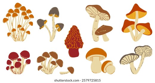 Set of natural and isolated mushrooms, sprouts from the autumn forest. Seasonal hedgehog mushrooms, chanterelles, pecheritsa and fly agaric vector flat illustration.