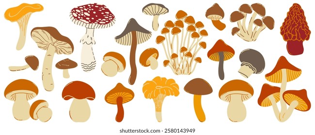 Set of natural and isolated mushrooms, sprouts from the autumn forest. Seasonal hedgehog mushrooms, chanterelles, pecheritsa and fly agaric vector flat illustration.