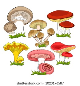 set of  natural mushrooms russula, chanterelle, champignon, greasers, honey agaric, freckle.  vector illustration