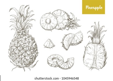 Set naturalistic drawings whole   cut pineapples   its slices isolated white background  Bundle exotic tropical fruit hand drawn and contour lines  Monochrome vector illustration 