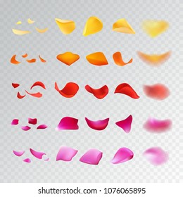 Set of naturalistic rose petals on a transparent background for design. Yellow, orange, red, pink, photorealistic petals in different shape and focal distance, big, small, blured Isolated objects.