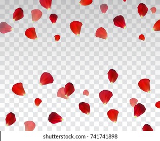 Set of Naturalistic Rose Petals on transparent background. Vector Illustration. EPS10