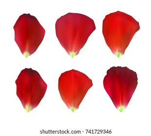 Set of Naturalistic Rose Petals. Vector Illustration. EPS10
