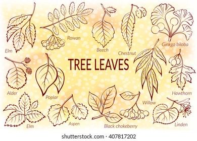 Set of Nature Pictograms, Tree Leaves, Willow, Hawthorn, Poplar, Aspen, Ginkgo Biloba, Elm, Alder, Linden, Rowan, Chestnut, Black Chokeberry and Beech. Eps10, Contains Transparencies. Vector