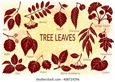 Set of Nature Pictograms, Tree Leaves, Willow, Hawthorn, Poplar, Aspen, Ginkgo Biloba, Elm, Alder, Linden, Rowan, Chestnut, Black Chokeberry and Beech. Eps10, Contains Transparencies. Vector