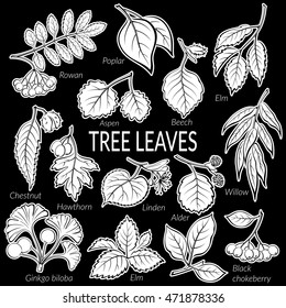 Set of Nature Pictograms, Tree Leaves, Willow, Hawthorn, Poplar, Aspen, Ginkgo Biloba, Elm, Alder, Linden, Rowan, Chestnut, Black Chokeberry and Beech. White on Black Background. Vector