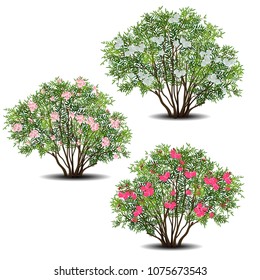 set of nerium oleander bushes with green leaves and flowers on white background