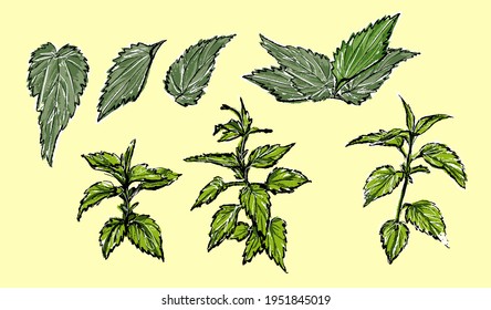 Set of nettle plant, botanical illustration. In the style of a color sketch.
