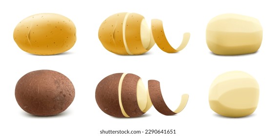 Set of New Yellow and brown Raw Whole Unpeeled Potato and Peeled Potato with twisted peel. Close up. Isolated on White Background. Realistic 3d Vector illustration