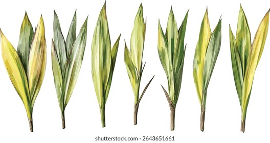 Conjunto da árvore de Phormium Cookianum Tricol de linho da Nova Zelândia, coleção de plantas isoladas, folhagem de jardim exótico, design de paisagem tropical, ilustração de vetor de flora botânica.