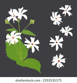 Set of Night jasmine flower isolated on white background. vector illustration.